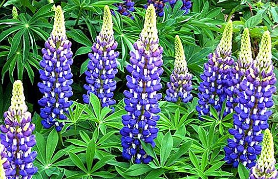 Features of planting and caring for lupine multi-leaf