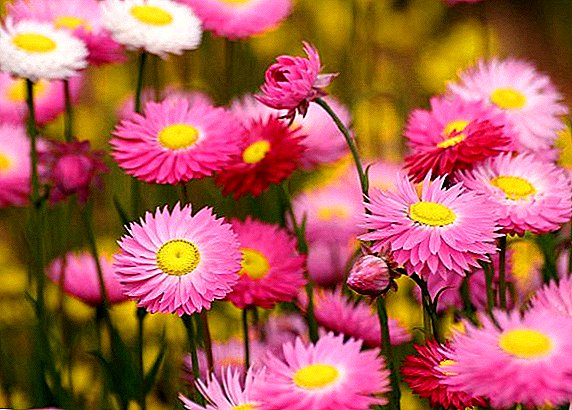 Features of planting and caring for daisies at their summer cottage