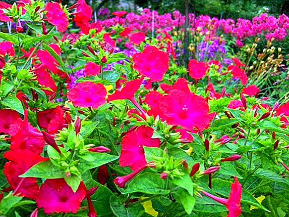 Features of planting and caring for Mirabilis in the garden