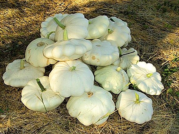 Features of planting and care for squash at the dacha