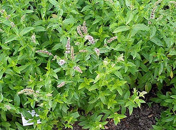 Kenmerken van het planten en verzorgen van pepermunt in de tuin