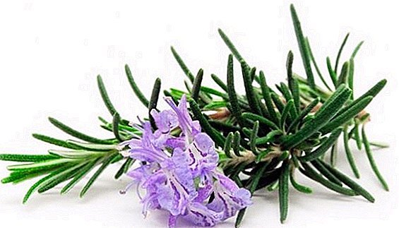 Features of planting and care for rosemary, tips flower growers lovers