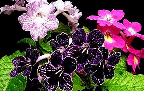 Features of planting and care for streptocarpus at home