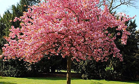 Caractéristiques de la plantation et des soins pour le cerisier vierge dans le pays