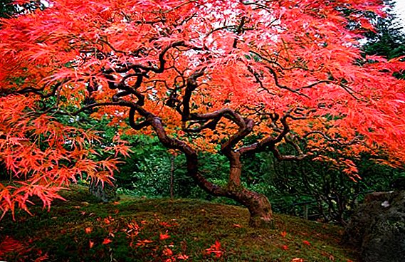 Features of planting and care for the Japanese maple