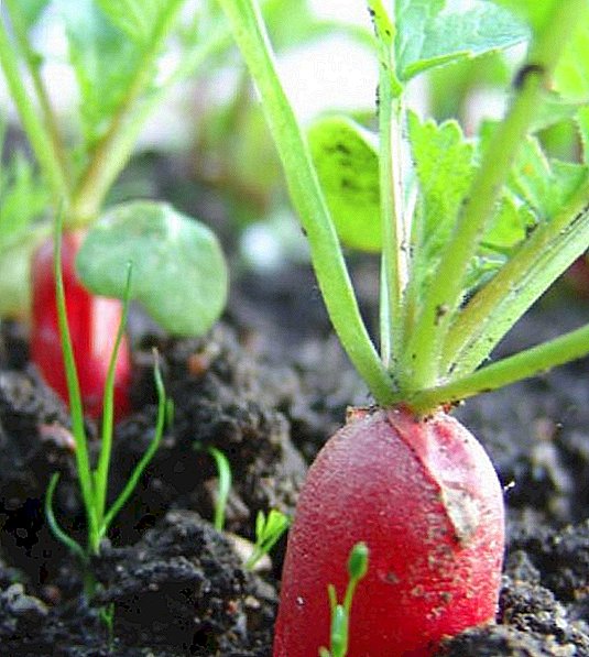 Características de la siembra y cultivo de rábanos en invernadero, preparación, cuidado.