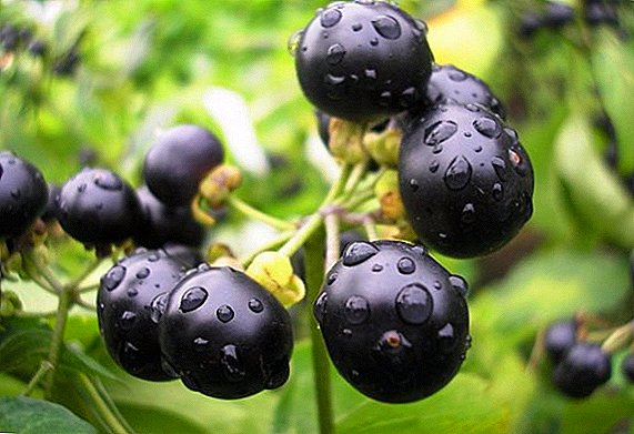 Funkcia výsadby a rastúce sunberry