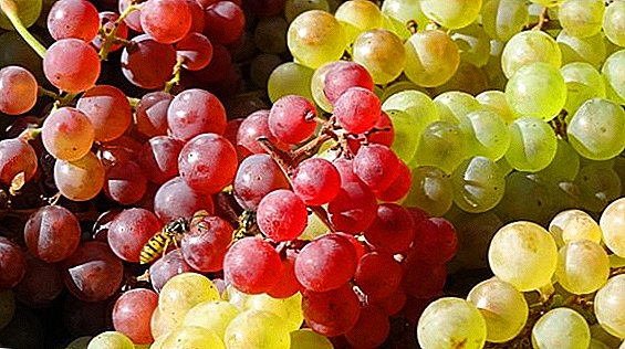 Características de la siembra de uvas en el carril medio, recomendaciones para principiantes.