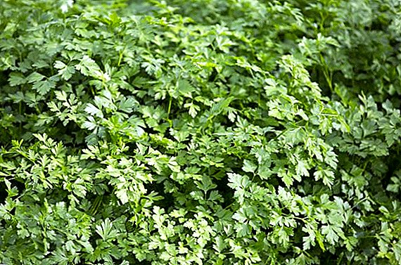 Features of sowing parsley for the winter