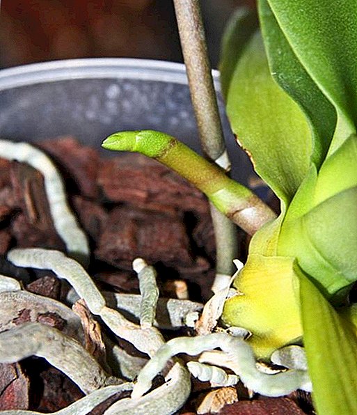 Características de la aparición de un pedúnculo de orquídeas.