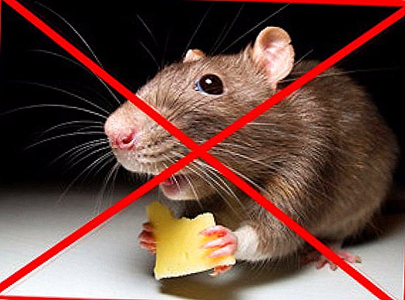 Ciri-ciri penggunaan rodenticides untuk kemusnahan tikus, tikus dan tikus yang lain