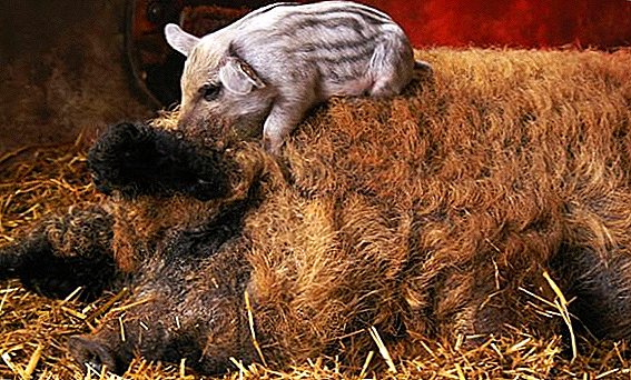 Features breeding pigs breed Hungarian mangalitsa