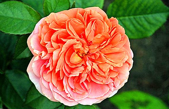 Kenmerken Rose Chippendale, cultivatie en verzorging