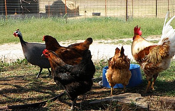 תכונות התוכן של עוף גיני עם תרנגולות