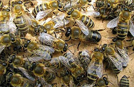 خصائص المحتوى وخصائص النحل من سلالة Karnik