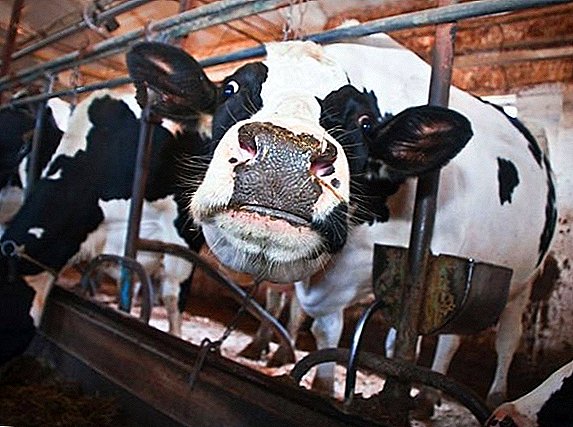 Eigenaardigheden van het houden van koeien in de winter