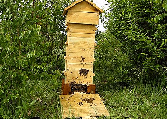 Features of the content of bees and independent production of the Varre hive