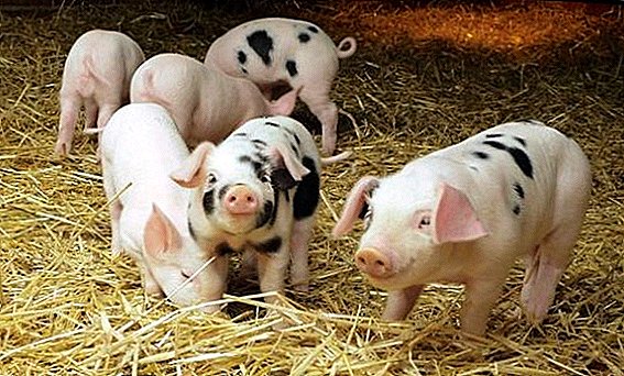 Features keeping pigs on deep litter
