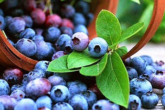Kenmerken variëteiten van blauwe bessen "Wonderbaarlijk": algemene tips over planten en verzorgen
