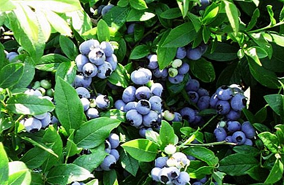 Fitur varietas blueberry "Patriot": penanaman dan perawatan di negara ini