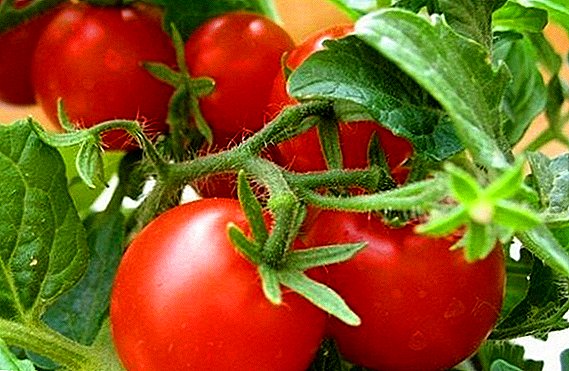 Apresenta variedades e as regras de cultivo de tomates "Red Red"