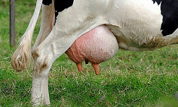 Značilnosti strukture vimena krave