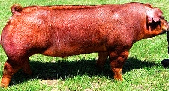 Features of Duroc breed pigs: we make pig breeding simple and straightforward