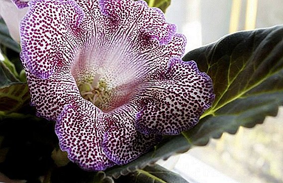 Features care and reproduction of gloxinia at home