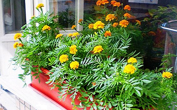 Numurā ir kopts marigolds, kas tiek audzēts balkonā