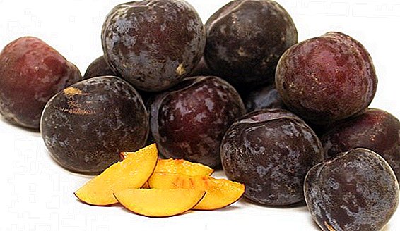 Ciri-ciri penjagaan varieti aprikot hitam "Velvet hitam"