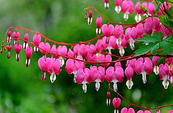 Features care Dicentra, how to grow a "crying heart" in the garden