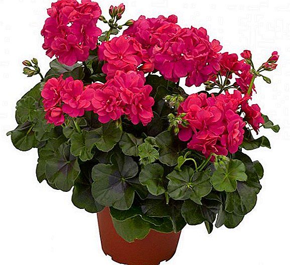 Features care for geraniums, how to grow a houseplant