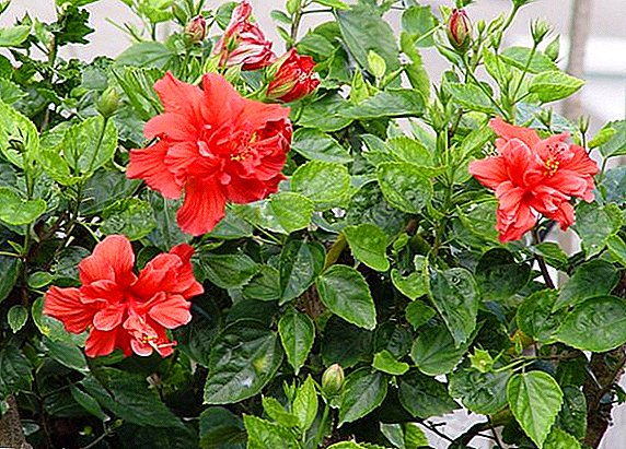 Features care for Chinese hibiscus