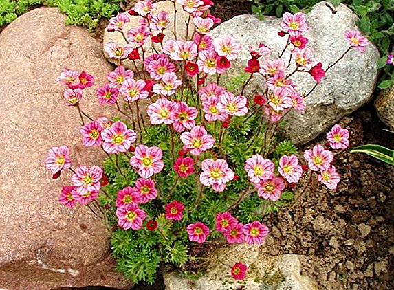 Features care for saxifrage at home