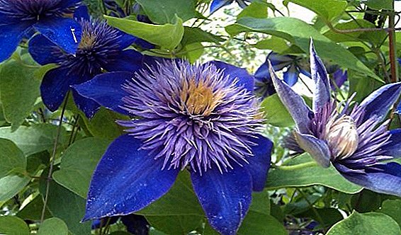Features of Clematis Care: Everything About Feeding and Flower Fertilizer