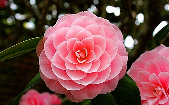 Memiliki camellia ruang perawatan