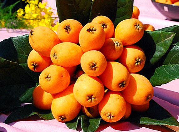Features care loquat, how to grow exotic fruits