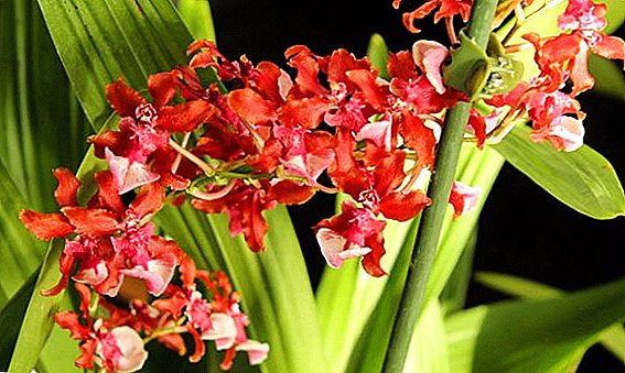Caractéristiques des soins oncidium orchidée à la maison