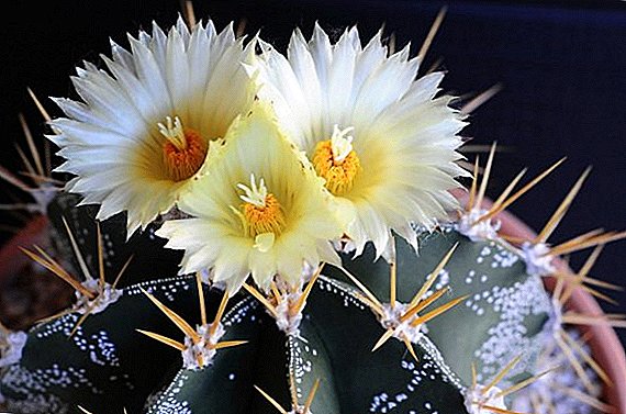 Features care of the plant astrophytum at home