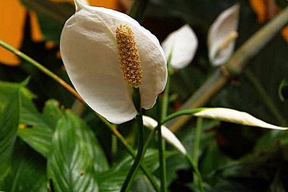 Features care for Spathiphyllum Wallis at home