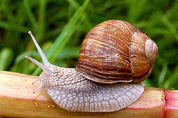 Features care for snails at home