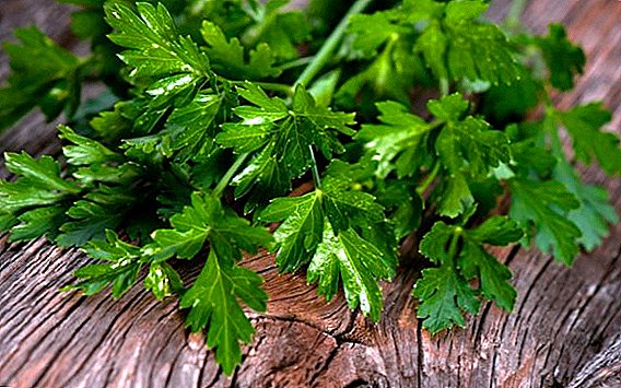 Features of the use of parsley as a diuretic