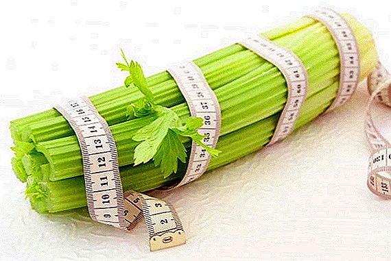 Features celery use for weight loss