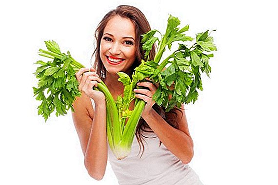 Vlastnosti použití celeru pro zdraví žen