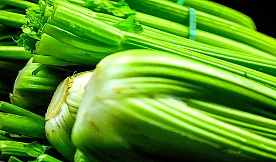 Features of the use of celery during pregnancy