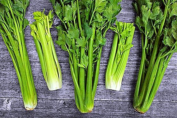 Features of the use of celery in diabetes mellitus