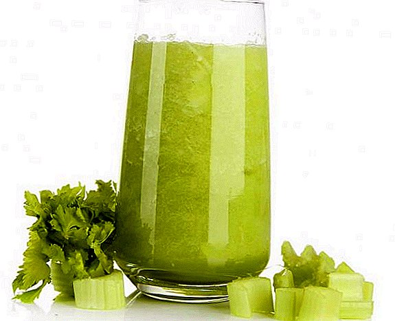 Features of the use of celery juice