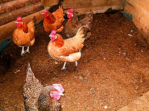 Características de la selección y uso de la camada de fermentación para pollos.