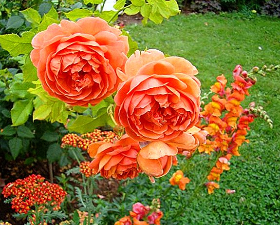 Funktioner av växande engelska rosor i din trädgård, hur man planterar och bryr sig om Austin rosor
