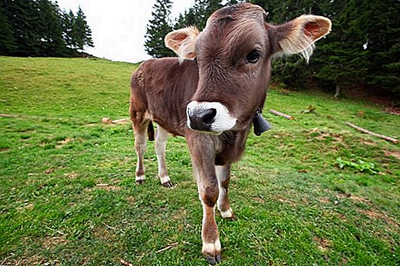 Lisääntyvien härkien kasvatusominaisuudet: miten ja mitä ruokkia nuoria